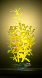 Растение светящееся Людвигия, 25,4 см P12LGL