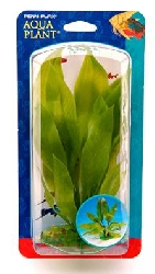 Растение Эхинодорус, 25.4x29.1 P32ZL