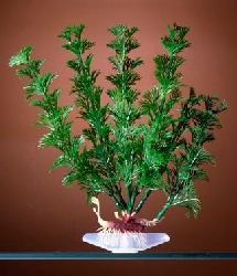 Растение Кабомба, 27,94см P13L