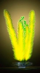 Растение светящееся Маяка, 25,4 см P8LGL