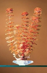 Растение Амбулия красная, 27,94 см P18RL