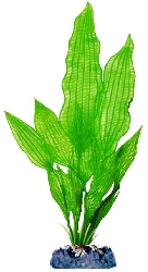 Растение Увирандра зелено-красная с утяжелителем, 15,24 см P32SU