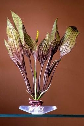 Растение Увирандра зелено-красная, 33.02 см P7EL