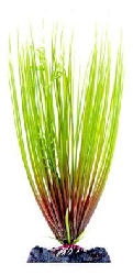 Растение Гелеохарис с утяжелителем, 15,24 см P16SH